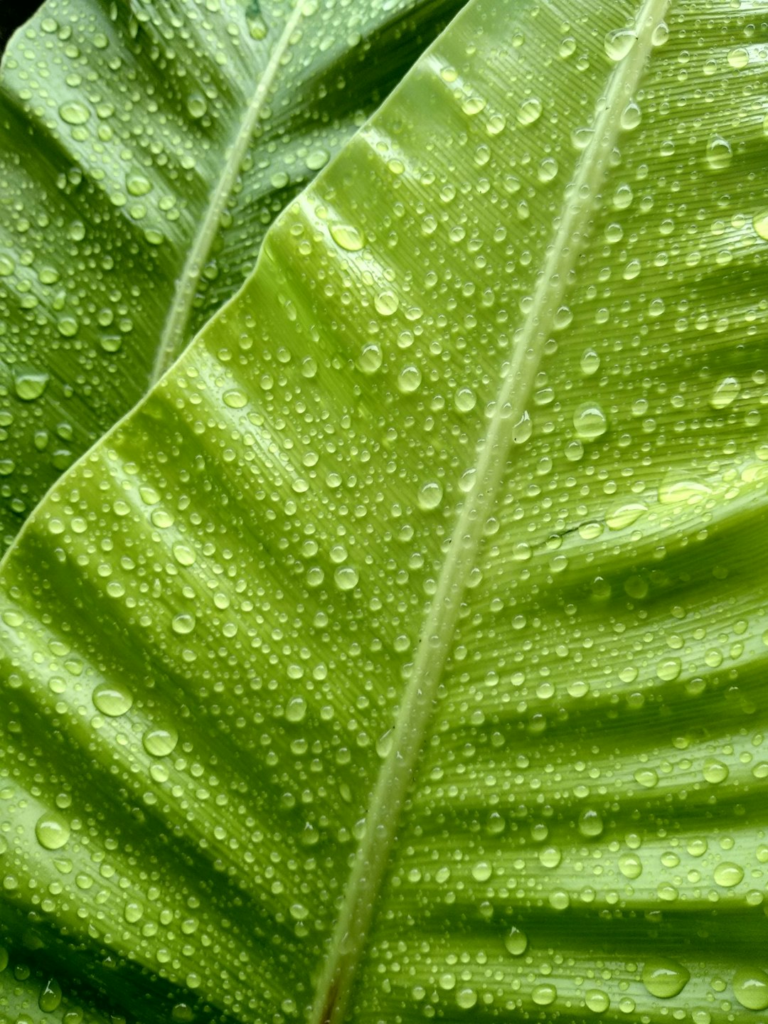 Dew drops on leaves